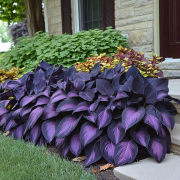 Hosta Seeds –  Purple Black