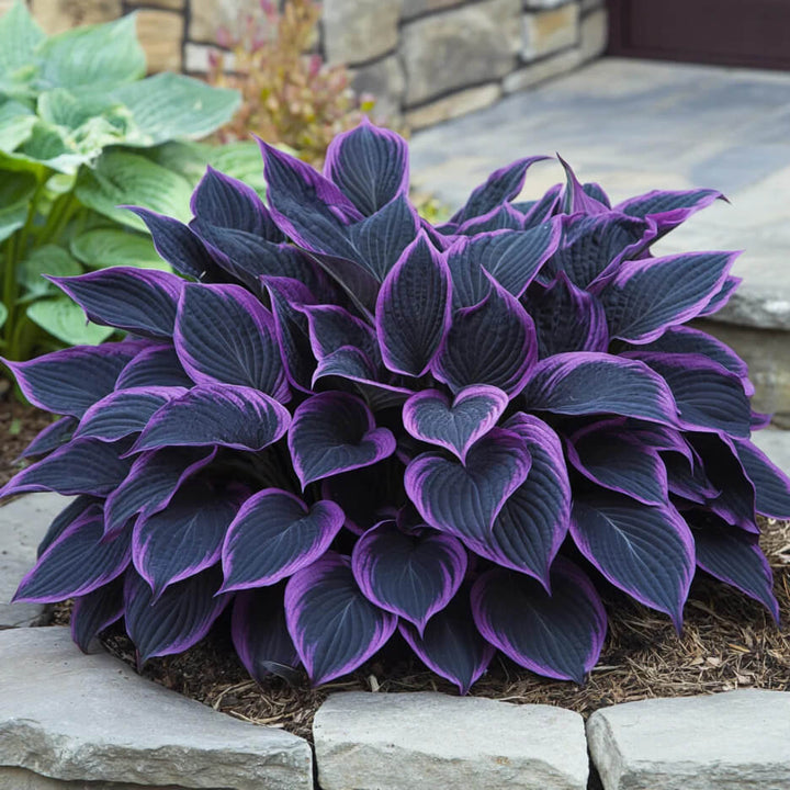 Hosta Seeds for Sale | Buy for Shade Gardens