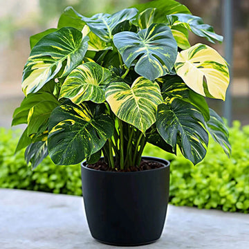 Monstera Seeds – Variegated Aurea