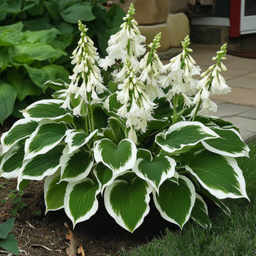 Hosta Seeds – Lily