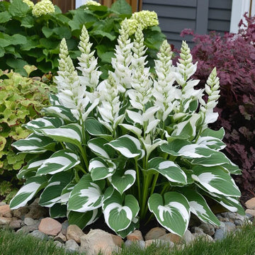 Hosta Seeds – Variegated White Green