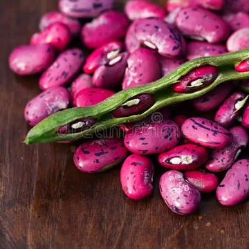 Runner Bean Seeds – Scarlet