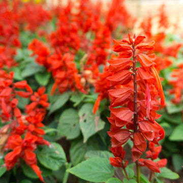 Scarlet Sage Seeds – Salvia Red