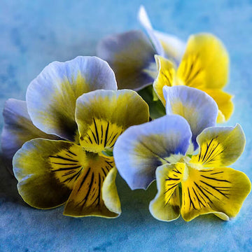 Miniola Aqua Herz Seeds – Bi-Color Viola