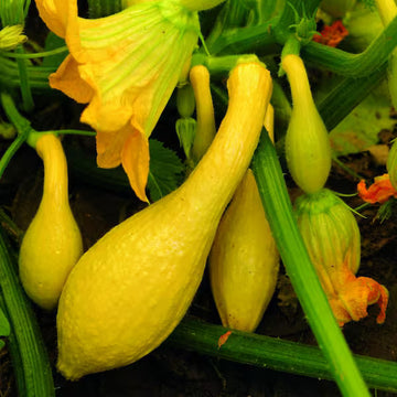 Summer Squash Seeds – Yellow