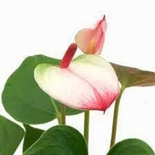 White Pink anthurium Seeds - Flower Plant