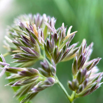 Orchardgrass Seeds –Cocksfoot