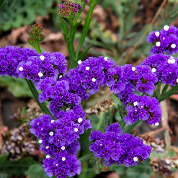 Statice Seeds – Limonium