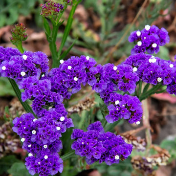 Sea Lavender Seeds – Statice
