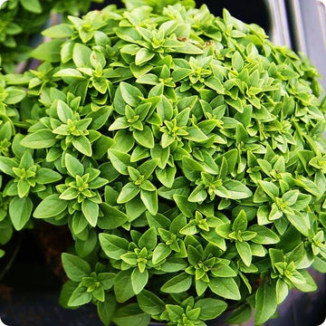 Basil Seeds – Spicy Bush Ocimum