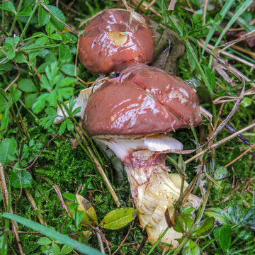 Slippery Jack Mushroom Seeds – Edible