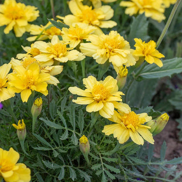 Creme Color Marigold Seeds – Flower Plant