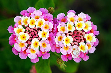 Lantana Seeds – Wildflower Mix