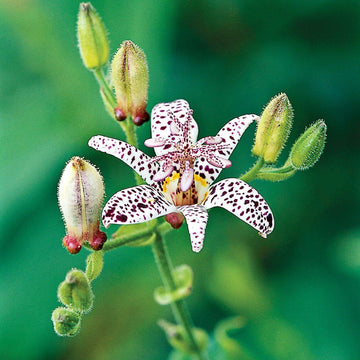 Japanese Toad Lily Seeds – Perennial