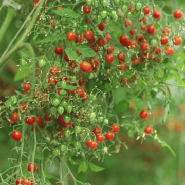 Tomato Seeds – Tomberry