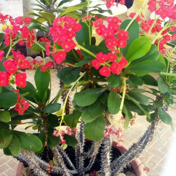 Milii  Seeds – Wildflower Mix