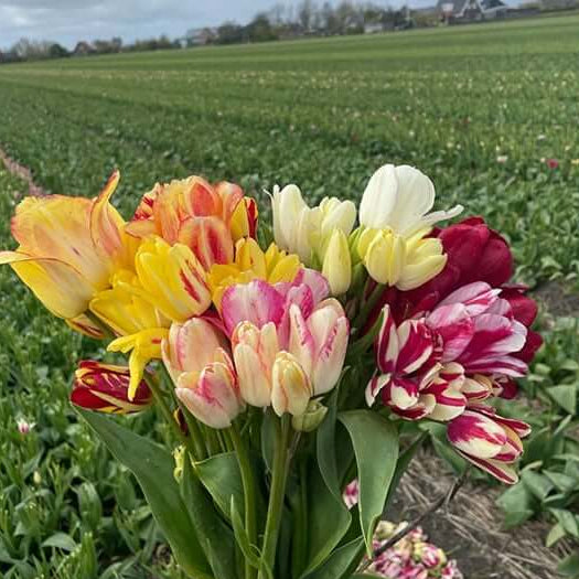 tulip seeds – dark khaki