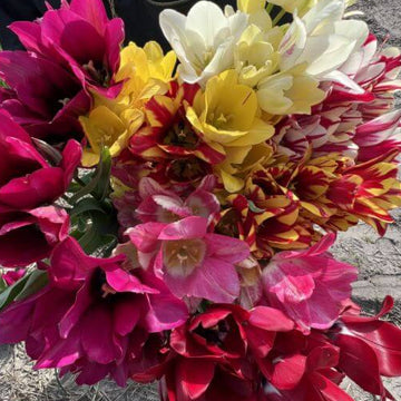 tulip seeds – dark khaki