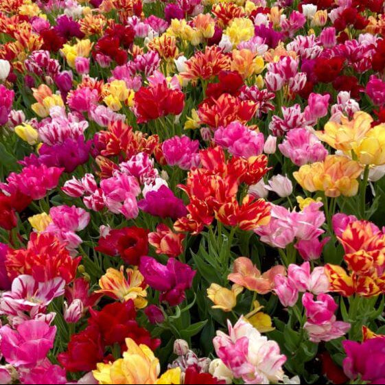 tulip seeds – dark khaki