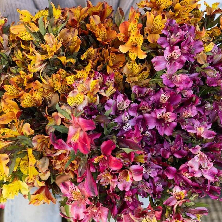 tulip seeds – dark khaki