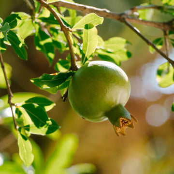 Pomegranate Seeds – Green