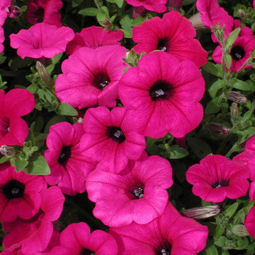 Petunia Seeds – Purple Velvet