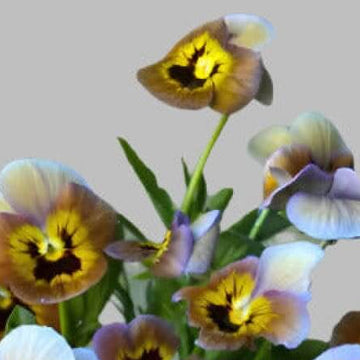 Pansy Seeds – Brown Violet