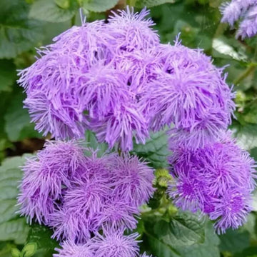 Ageratum Seeds – Violet