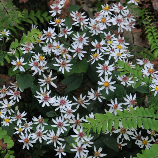 white wood aster seeds -Aster Divaricatus