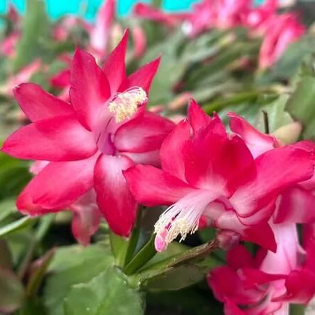 wildflower Light Pink Schlumbergera seeds