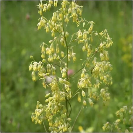 wildflower Lila Meadow Rue seeds