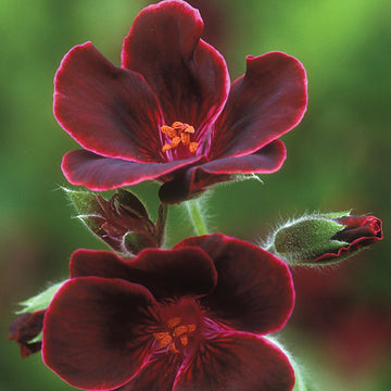 windflower Burgundy Geranium Seeds