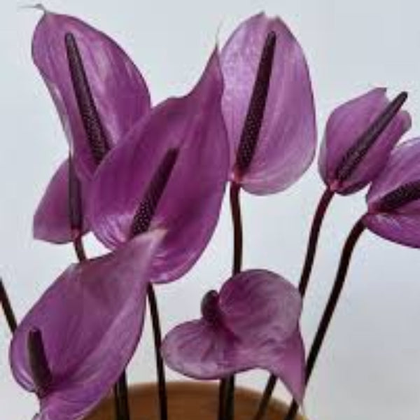 windflower Lavender Anthurium seeds 