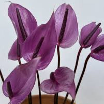 windflower Lavender Anthurium seeds 