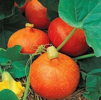KuriSquash Seeds – Red