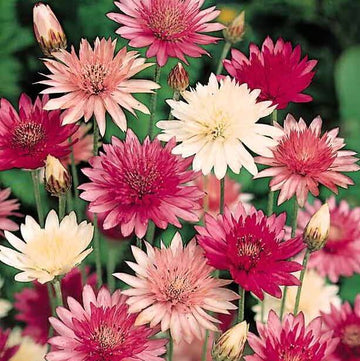 Xeranthemum Seeds – Mixed