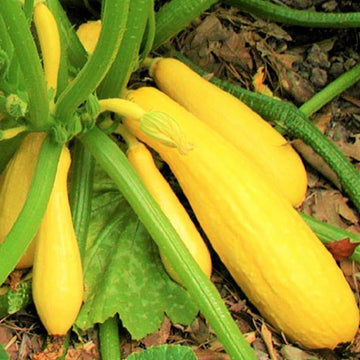 Squash Seeds – Straightneck