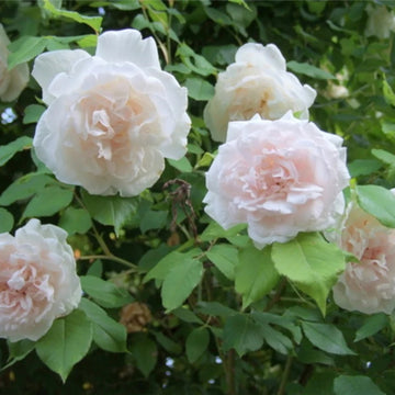 Rose Seeds – Climbing Madame Alfred Carriere